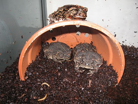 [Fowler's+Toads+Toes.jpg]