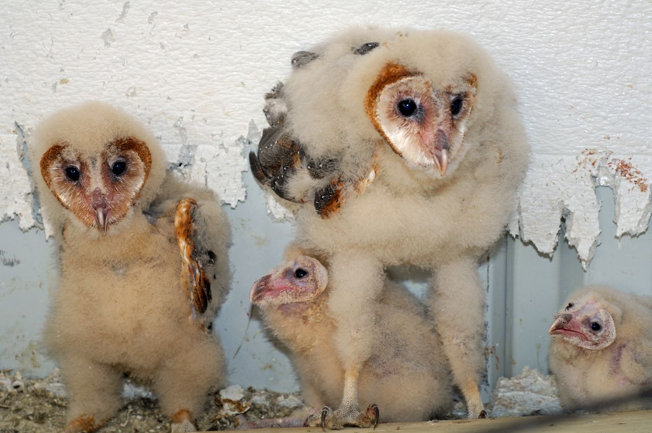 [barnowls_The_Horned_Jack_Lizard.jpg]