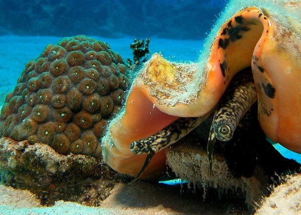 [Conch+eye+stalks.jpg]