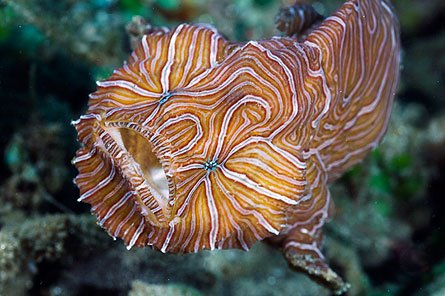 [Frogfish+-+Psychedelica.jpg]