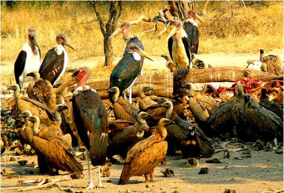 [Vulture+Restaurant.JPG]