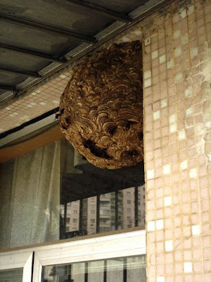 Wasp+Nest+2.jpg