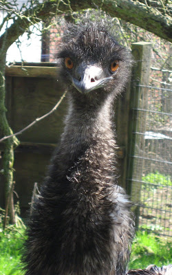 Ugly Emu