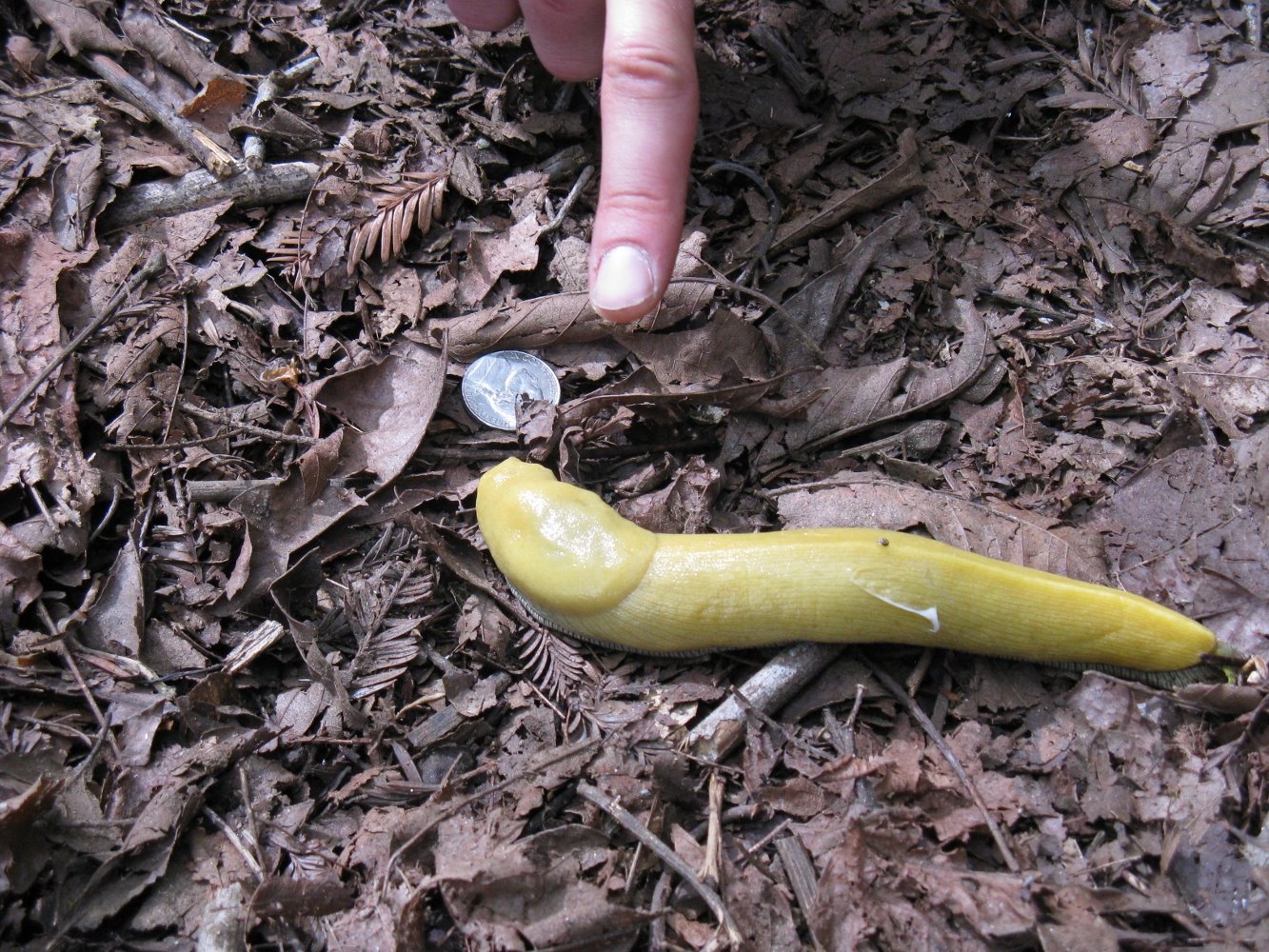 [bananaslug.JPG]