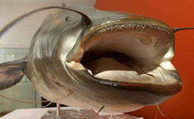 Aussie Ford Territory Suv Previews Styling For U S Escape