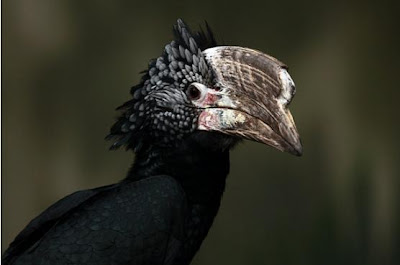 Hornbill,+Silver-cheeked.JPG