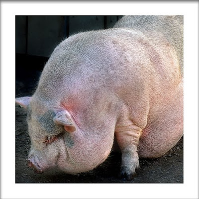 Gluttonous+Pot-bellied+Pig.jpg