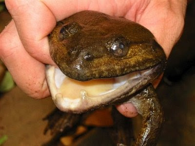 Khorat+Big-mouthed+Frog+-+Mekong.jpg