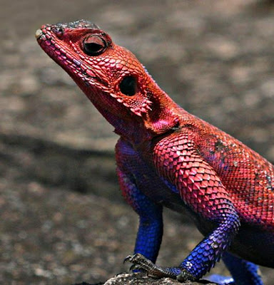 agama
 on Ugly Overload: Blue and Red