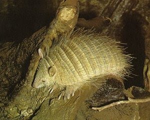 [Hairy+Armadillo+-+Adult.jpg]