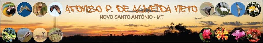 Afonso P. Almeida Neto - Novo Santo Antônio-MT