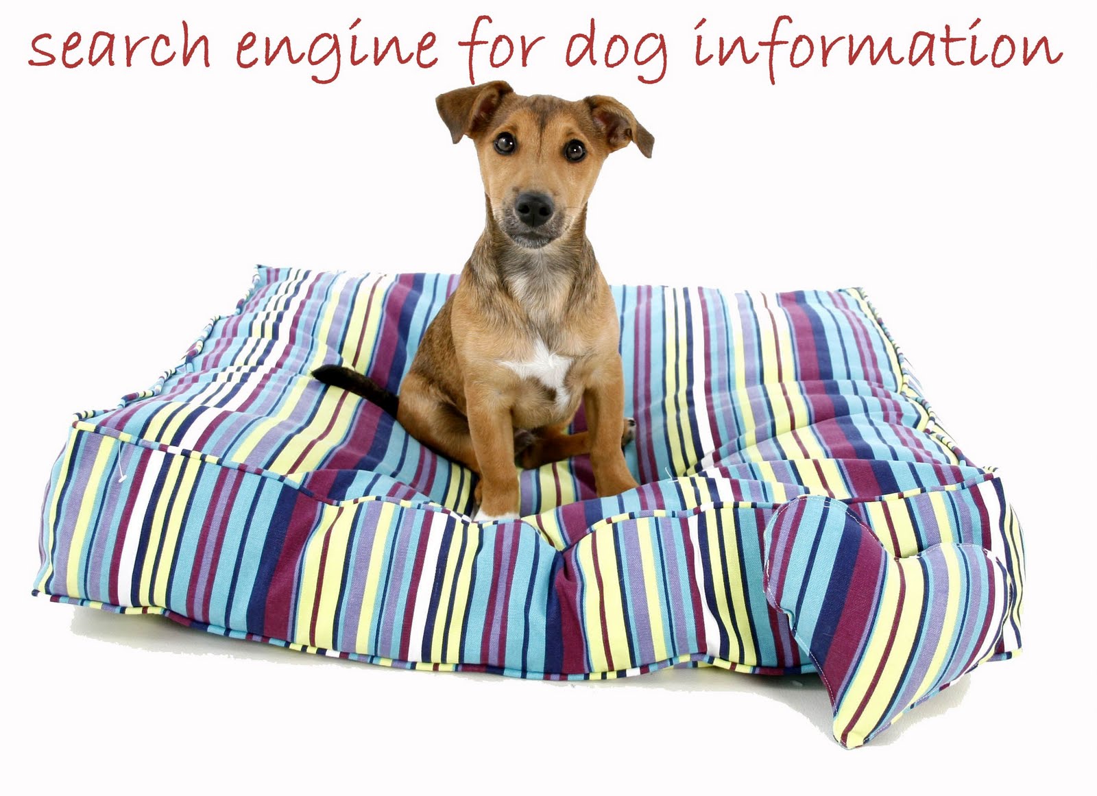 search engine for dog information