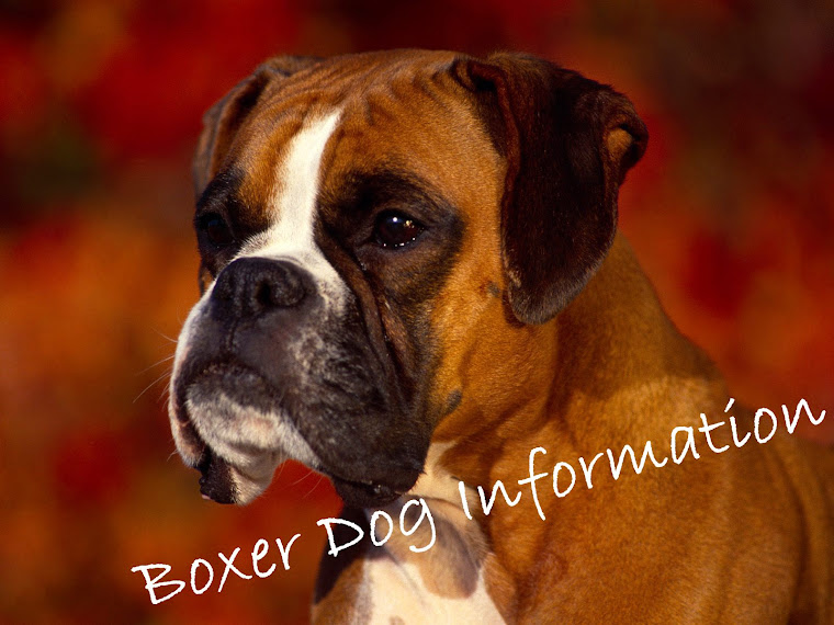 boxer dog information