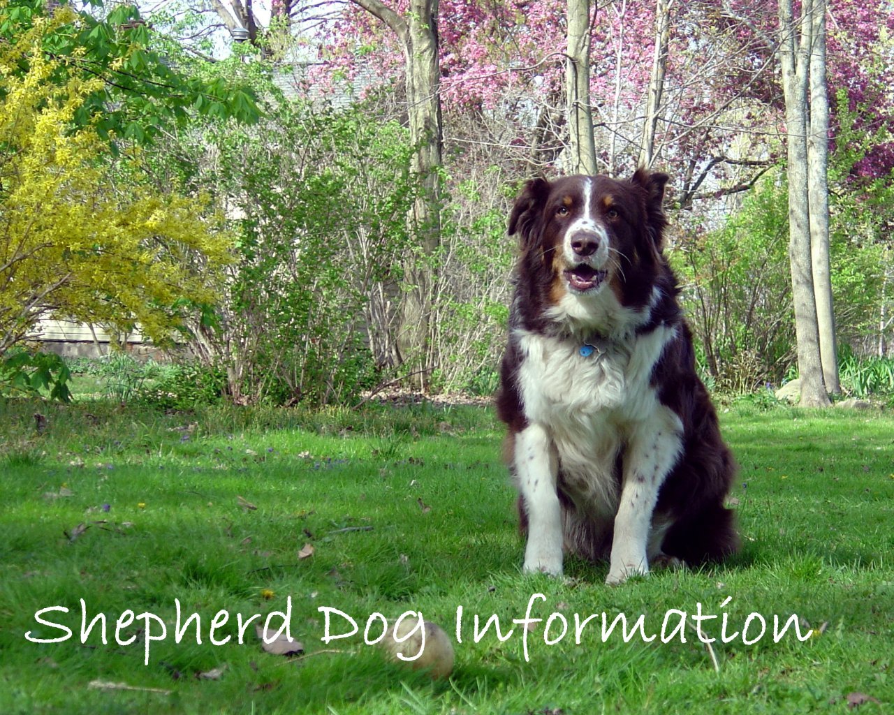 shepherd dog information
