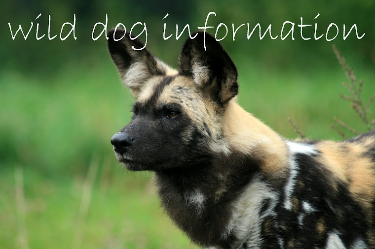 wild dog information