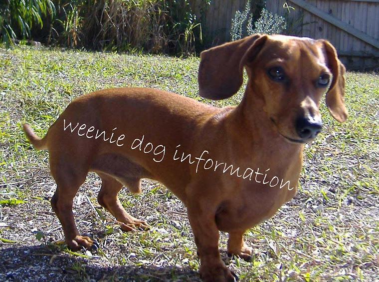 weenie dog information
