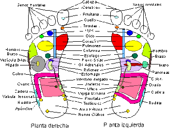 MAPA REFLEXOLOGIA PODAL