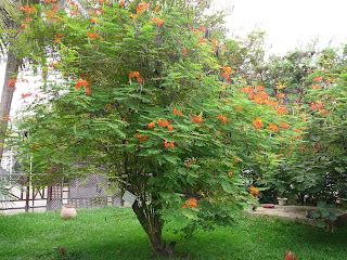 hortist resistant trees salt tolerant trees