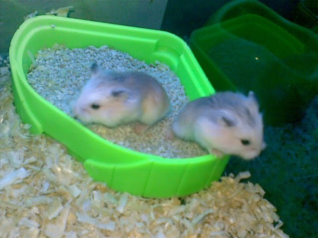 jenis-jenis hamster: macam-macam hamster