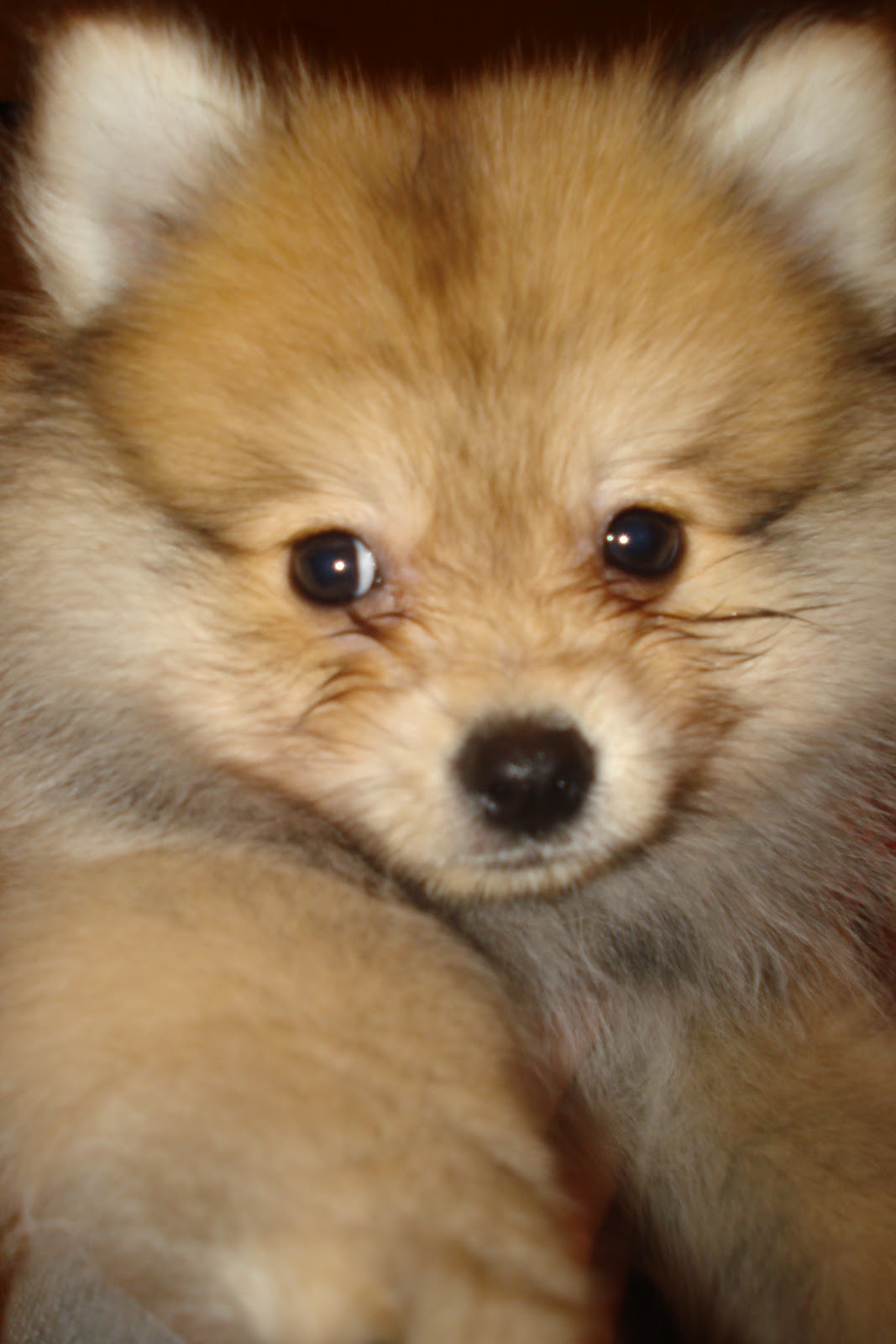 puppy that looks like a fox what breed looks like a fox breeds picture puppy that looks like a fox what breed looks like a fox breeds picture