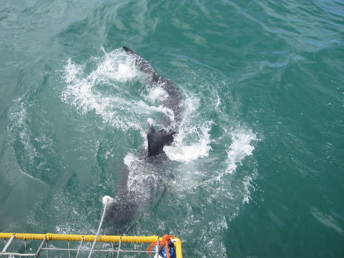 White Shark catching the bait in front of the cage