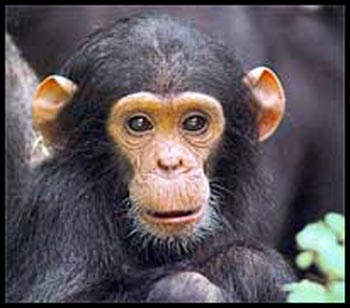 African+mammals+pictures