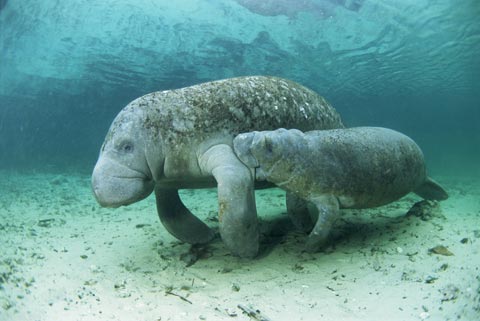 [manatee.jpg]