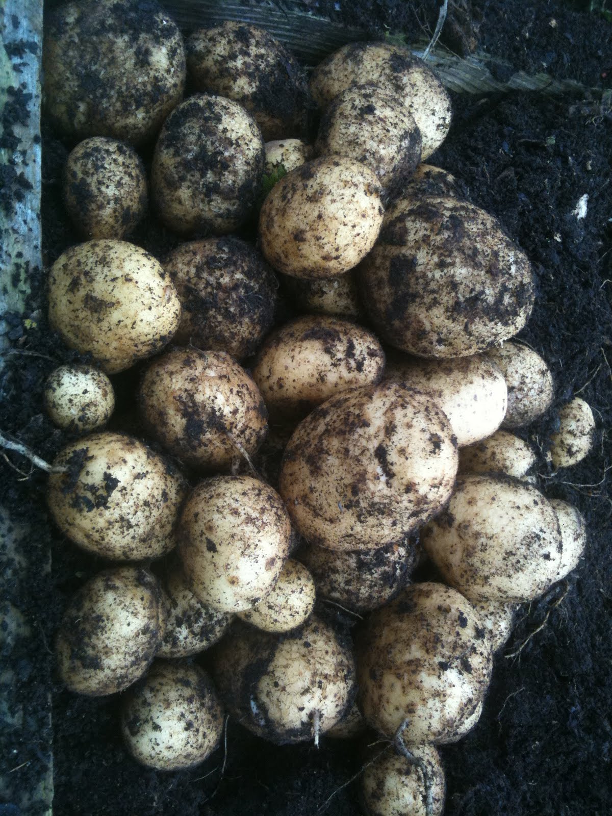 Marfona Potatoes