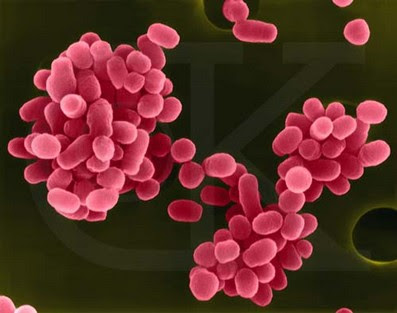 Brucella Abortus bacteria