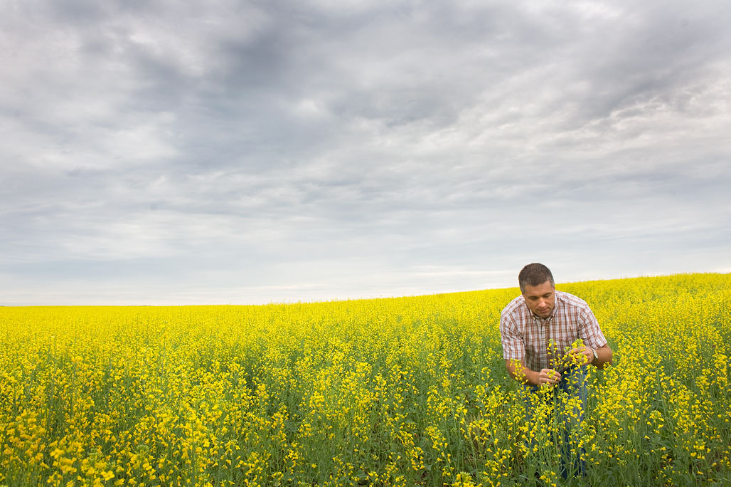 Canola Pics