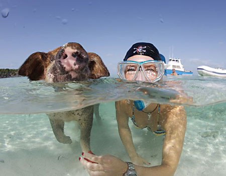 [pig2BARCROFT_450x300.jpg]