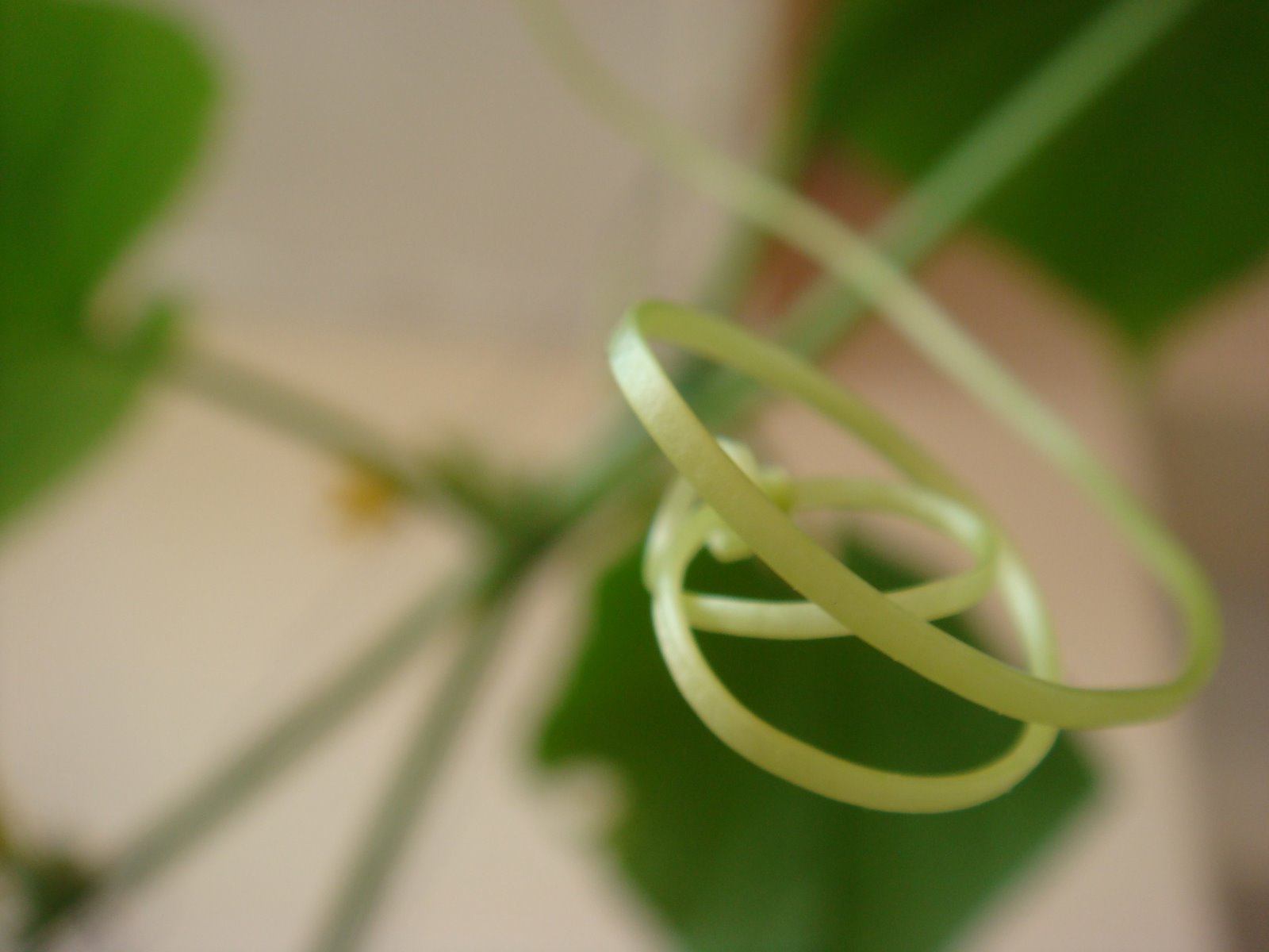 [tendrils.JPG]