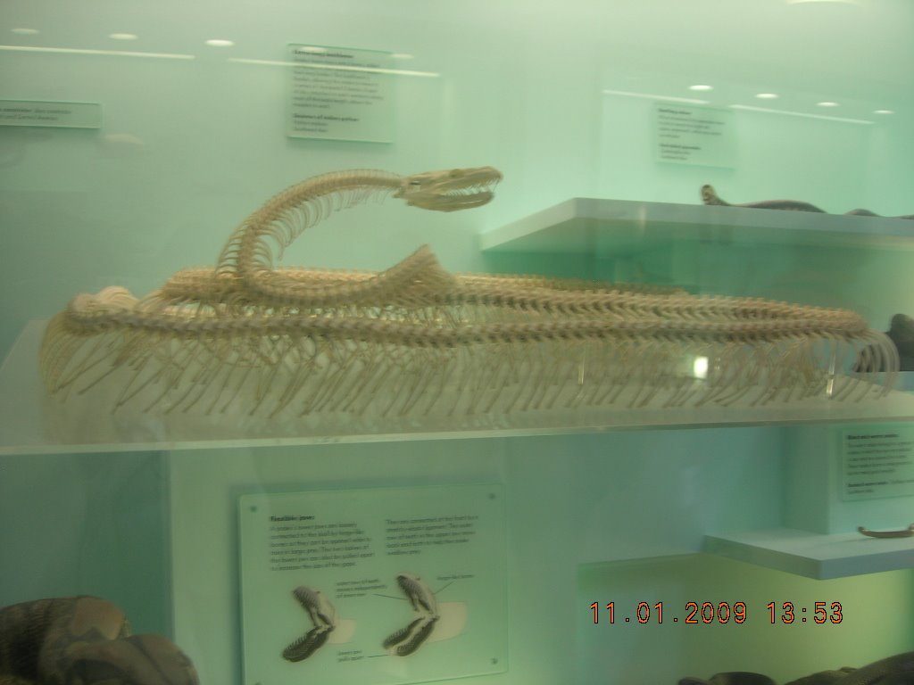 [Python+Skeleton.JPG]