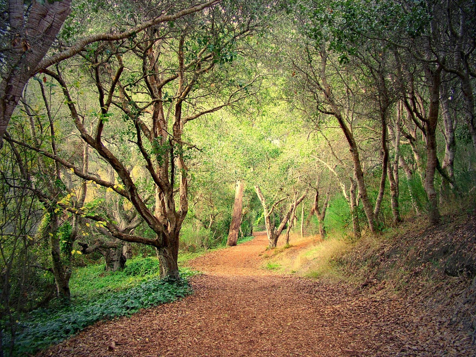 [BEAUTIFUL+FOREST07-texte.jpg]