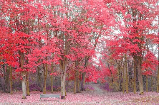 [Automne+romantique.jpeg]