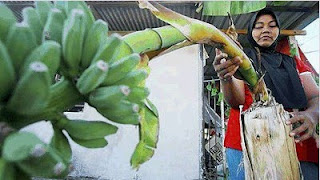 The Story Of My Life Akan Pisang Berbuah Dua Kali