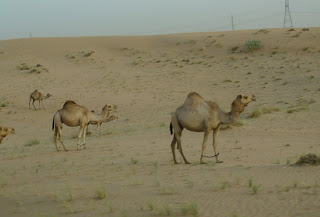 らくだ の こぶ らくだのこぶ 田町 居酒屋
