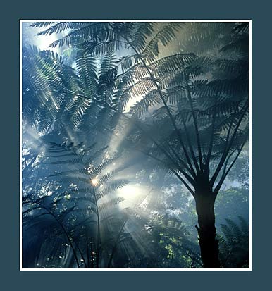Ferns
