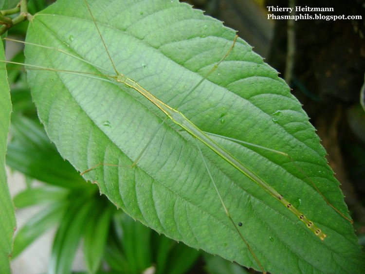 PhasmaPhils NECROSCIINAE SP "Pocdol"