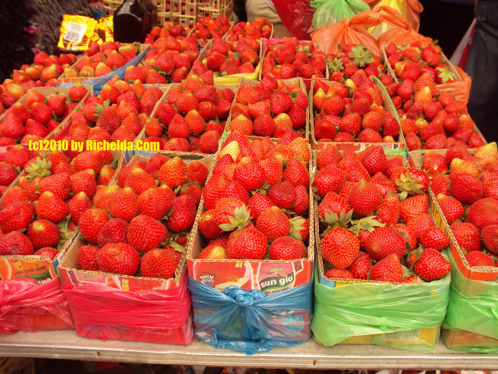 All About La Trinidad, Benguet Philippines, Strawberry Fields in LTB