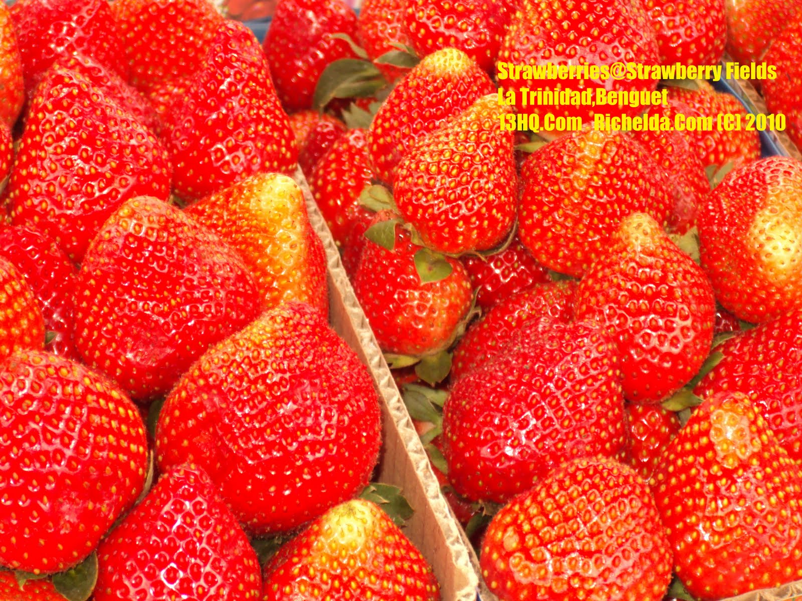 All About La Trinidad, Benguet Philippines, Strawberry Fields in LTB