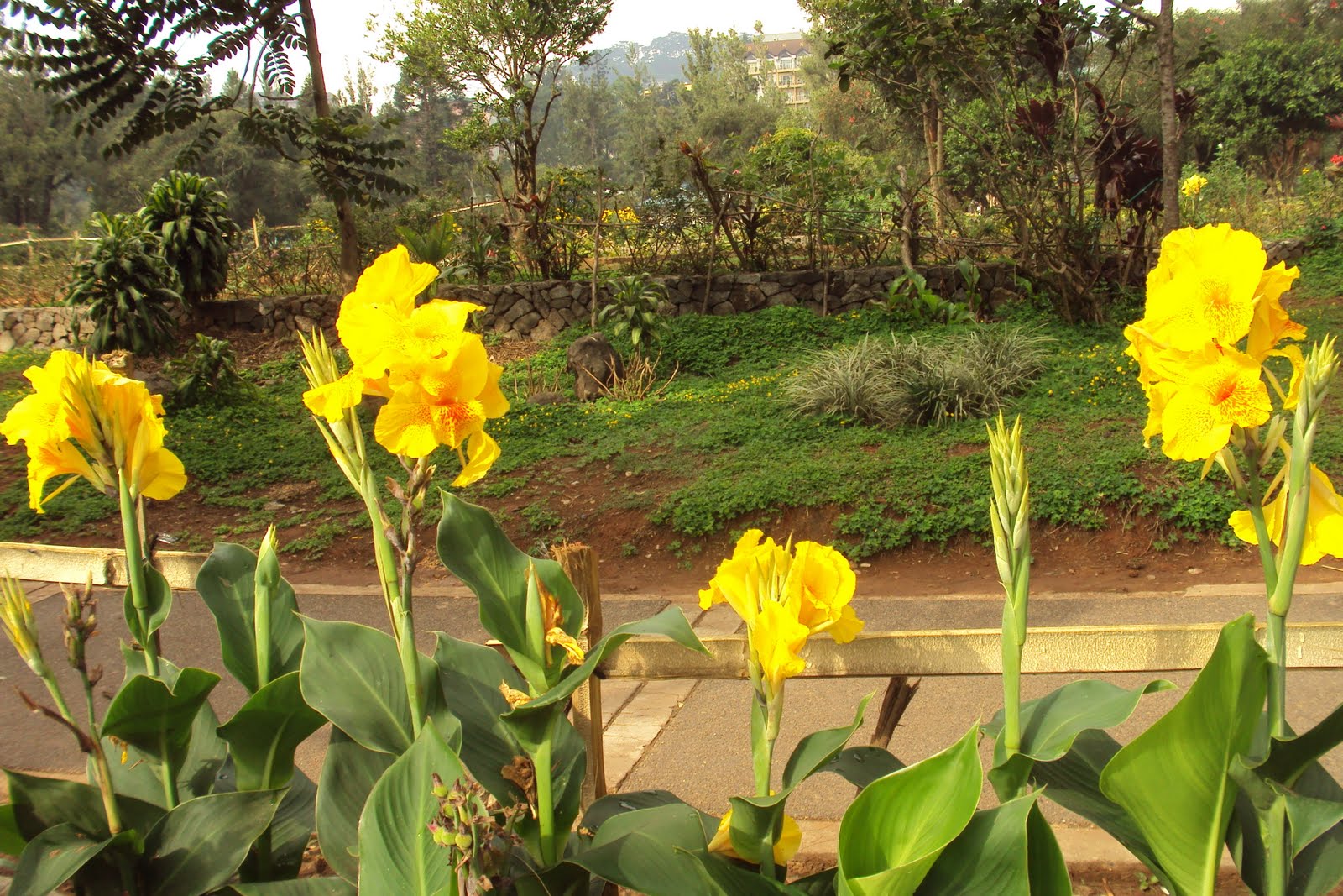 Orchids and other Variety of Flowers Bandera Española