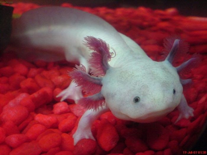Damn Cool Pictures Axolotls as Exotic Pets