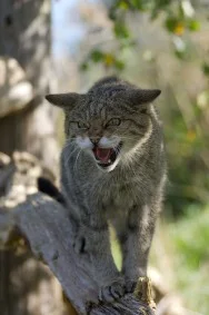 Scottish wildcat