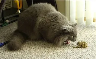 cat vomiting