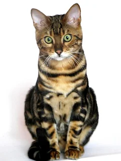 Bengal cat