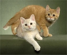 red-and-cream-mackerel-tabby-cats
