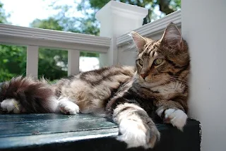 Maine Coon cat