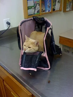 cat at vets