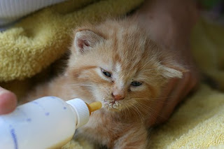 Blog About Cats: Newborn Kitten Care